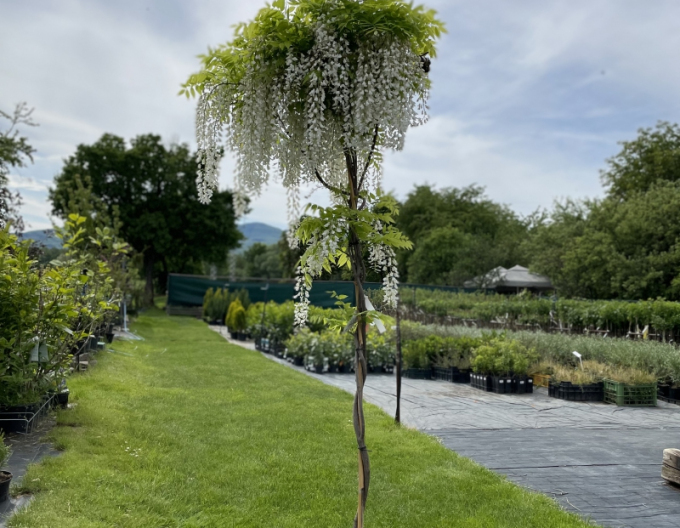 Wisteria chineză