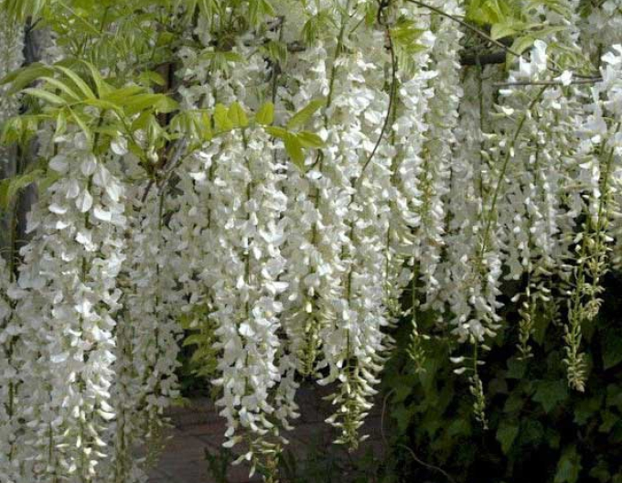 Wisteria chineză