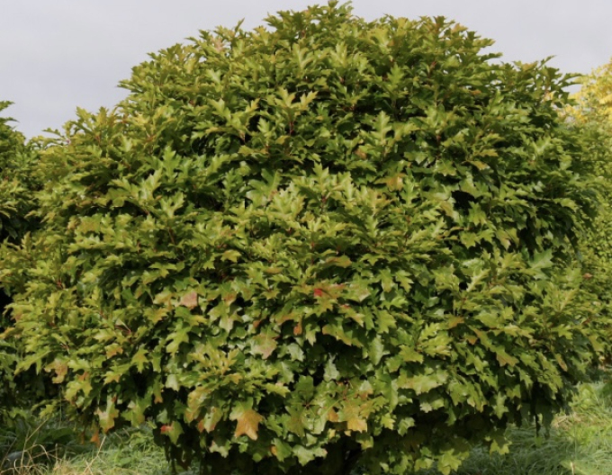Stejar de baltă-green-dwarf-ball