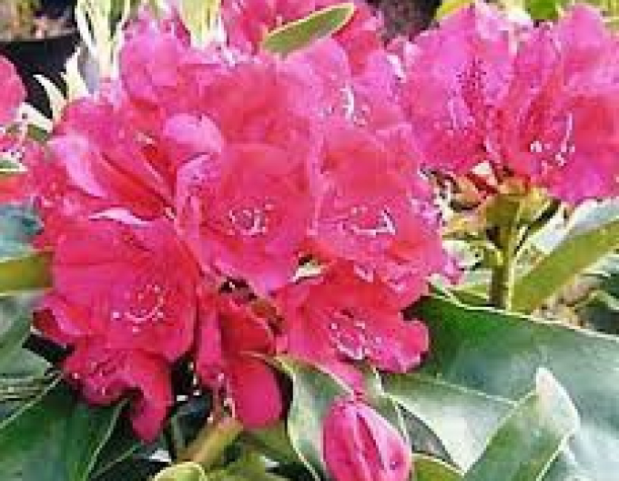 Rhododendron decorativ Anthony Waterer Rose