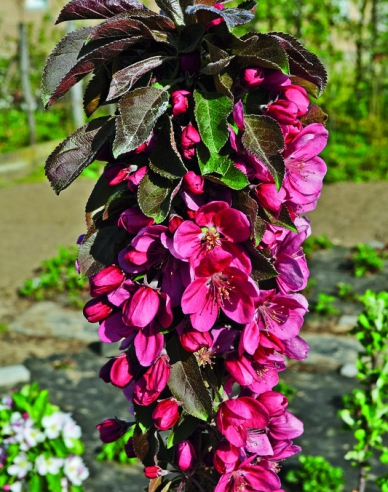 Măr columnar ‘Maypole’, toamnă, portaltoi M7, ghiveci 5L