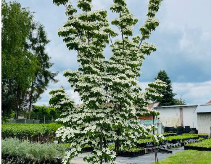 Cornus japonez-milky-way