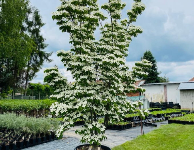 Cornus japonez-milky-way