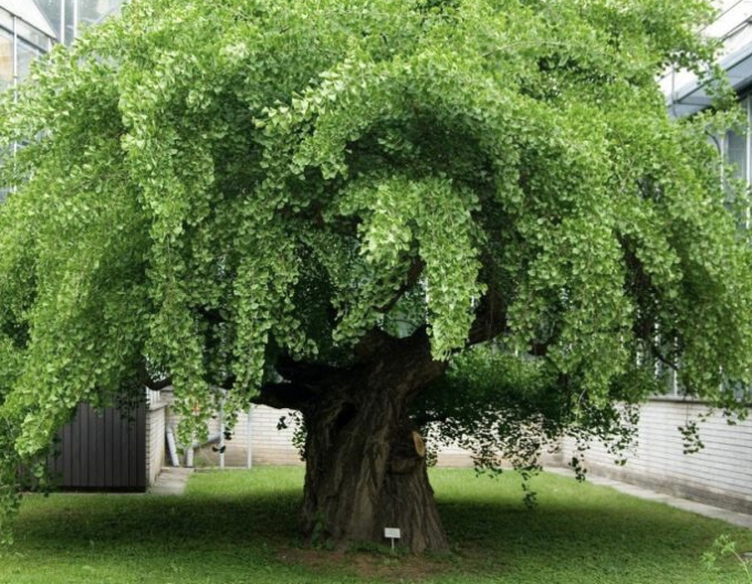 Ginko-pendula pe tulpină