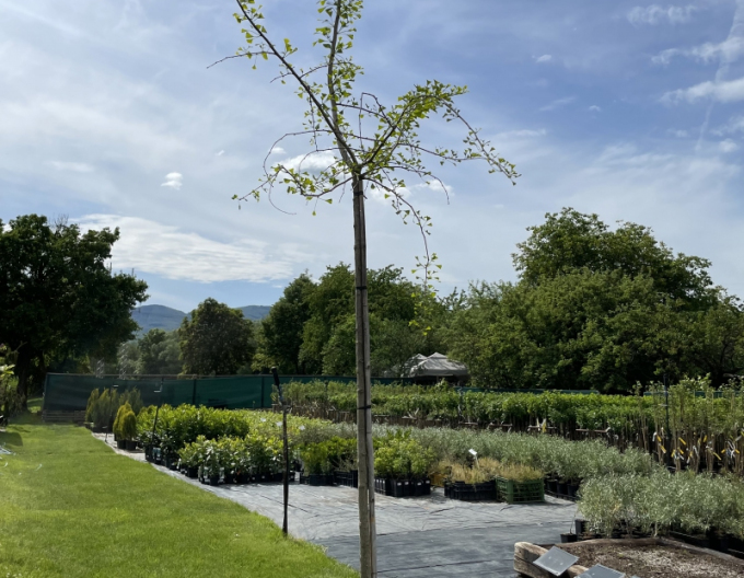 Ginko-pendula pe tulpină