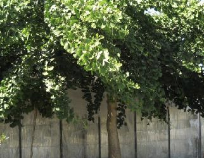 Ginko-pendula pe tulpină