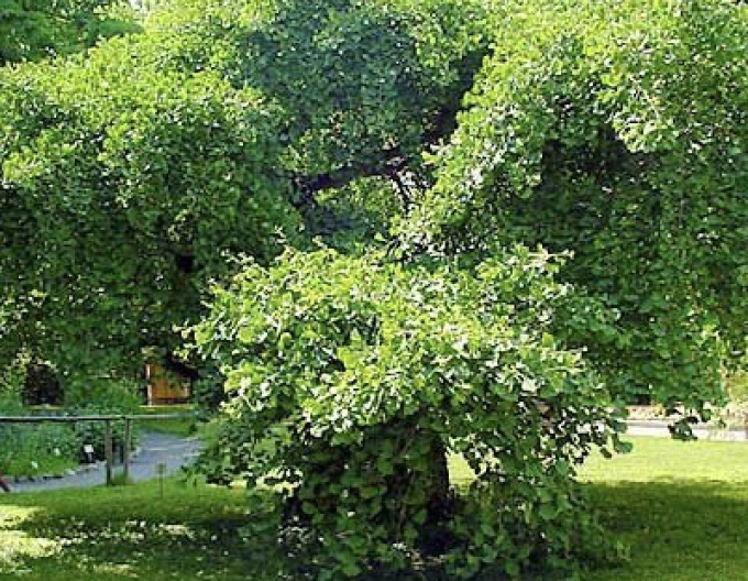 Ginko-pendula pe tulpină