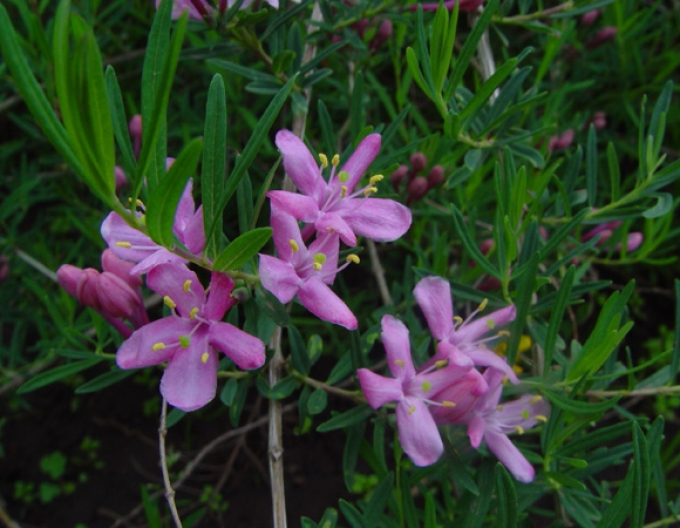 Crovea lui Alberti