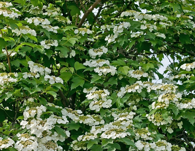 Wiburnum´Compactum´
