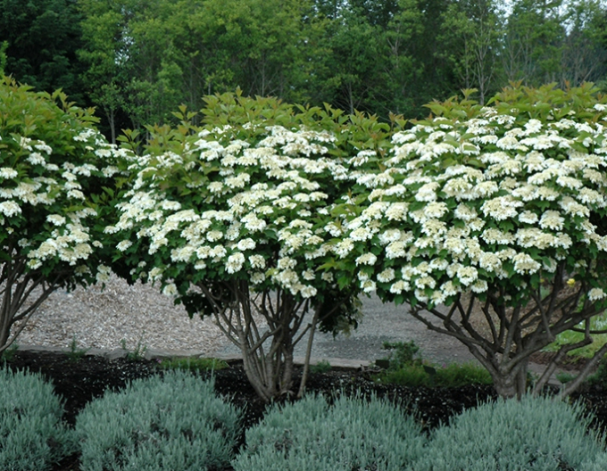 Wiburnum´Compactum´