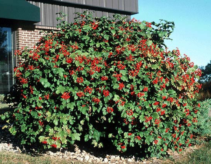 Wiburnum´Compactum´