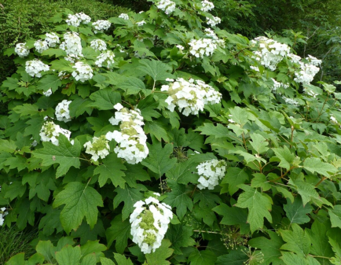 Hortensia cu frunză de stejar