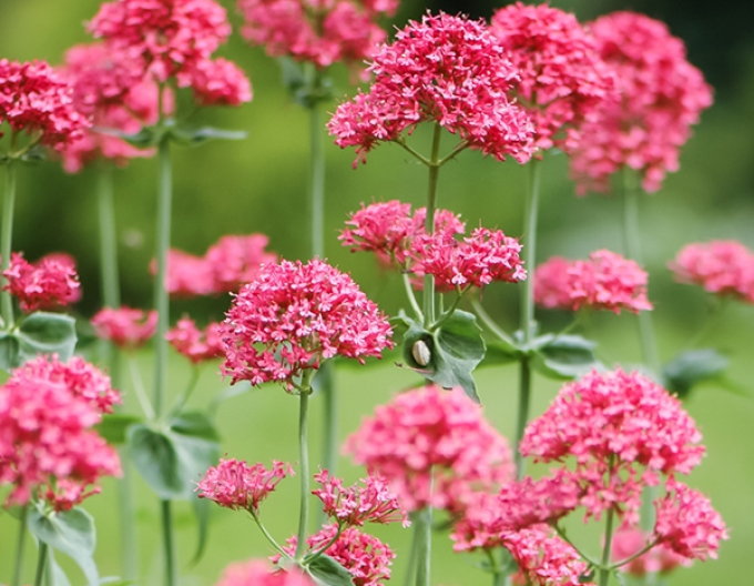 Centrant  Coccineus