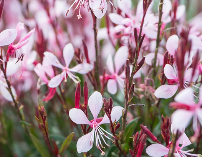 Gaura Graceful Pink