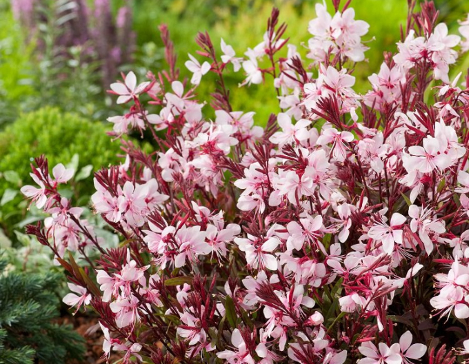 Gaura Graceful Pink