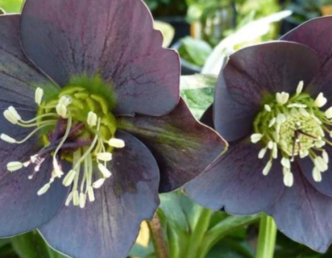 Hellebore de est Salty Blue