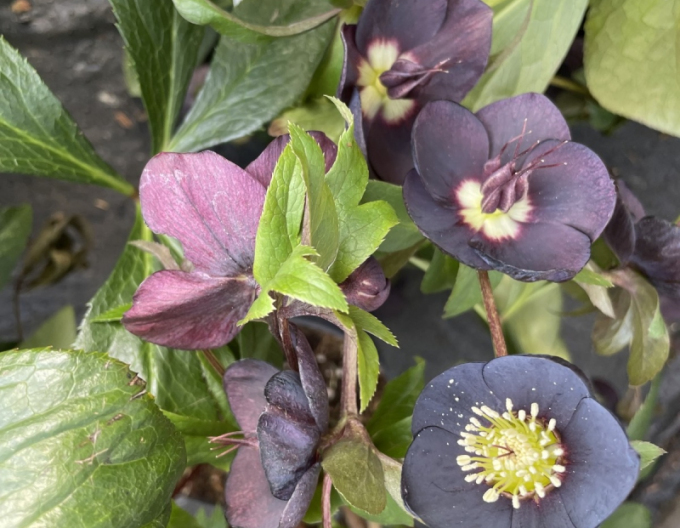 Hellebore de est Salty Blue