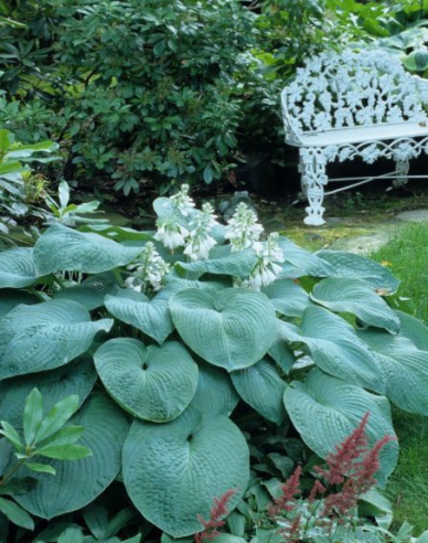 Hosta ´Bressingham Blue´