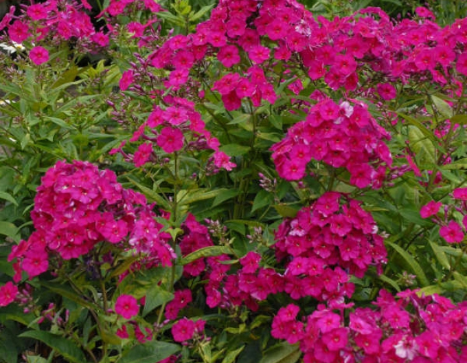 Flox flox Flame "Tenor