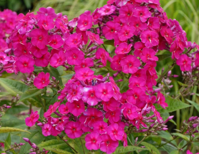 Flox flox Flame "Tenor