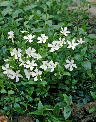 Saschiu ´Alba´