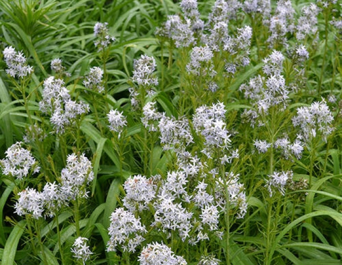 Amsonia Hubrichtii