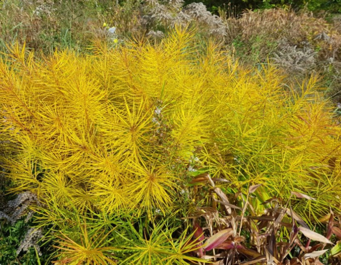 Amsonia Hubrichtii