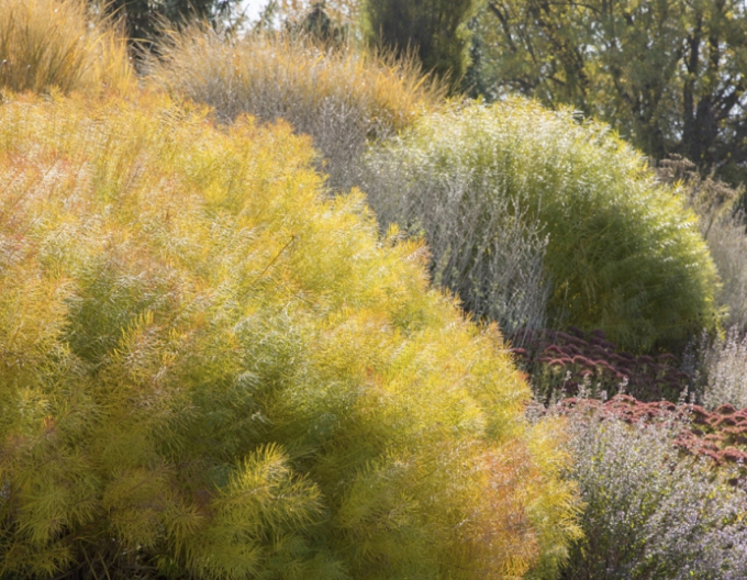 Amsonia Hubrichtii
