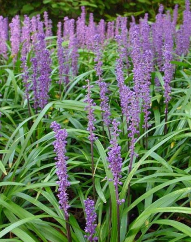 Liriope albastru