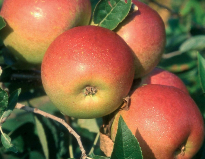 Măr de toamnă Coxs Orange Pippin