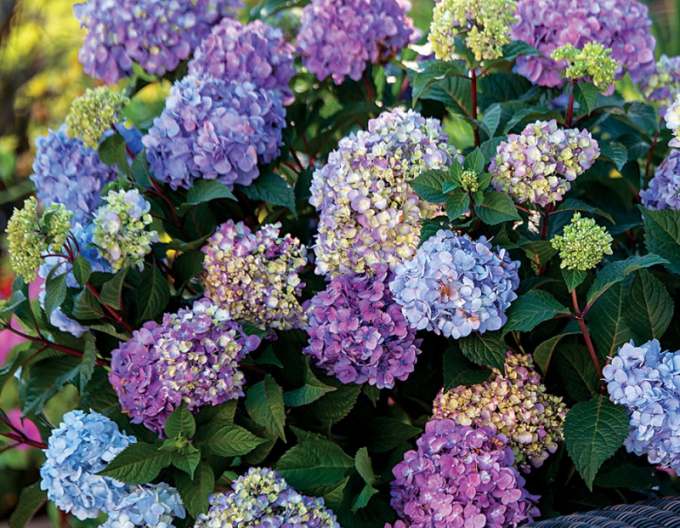 Hortensie cu frunze mari ´Endless Summer´