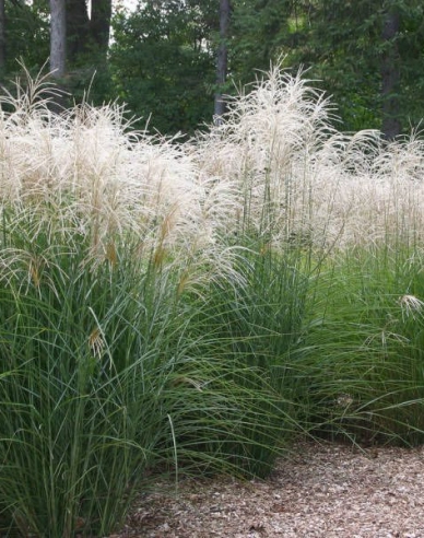 Miscanthus sinensis ´Graziella´