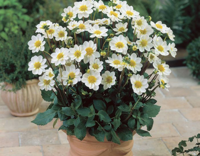 Dalia pitică Topmix White