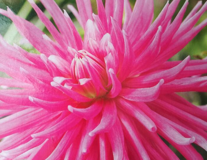 Dalia cactus ´Good Earth´