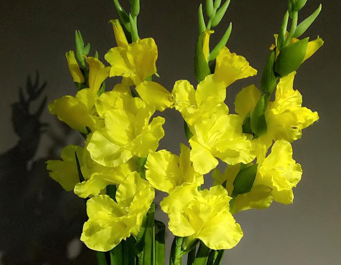 Gladiola Galbenă