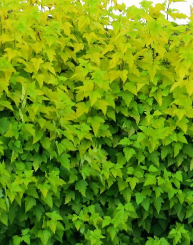 Physocarpus Darts Gold