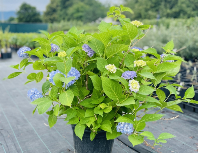 Hortensie cu frunze mari ´Endless Summer´