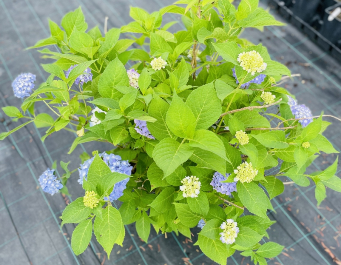 Hortensie cu frunze mari ´Endless Summer´