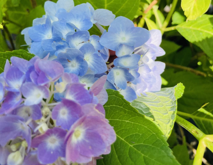 Hortensie cu frunze mari ´Endless Summer´