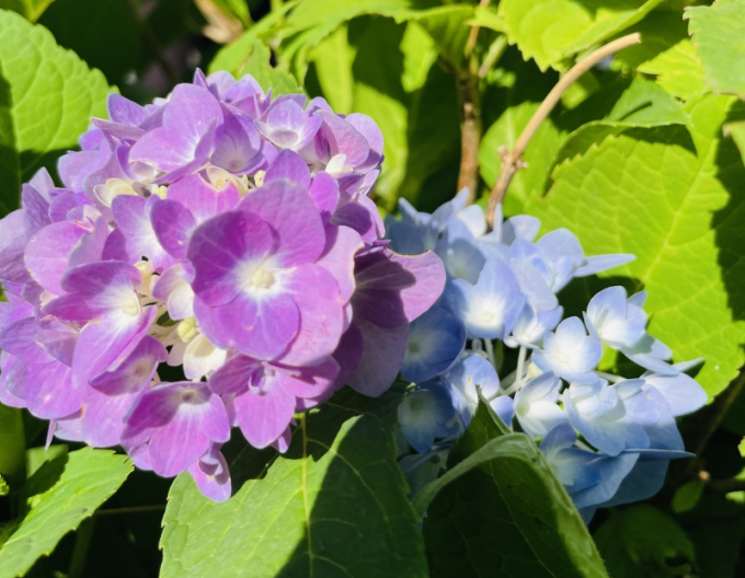 Hortensie cu frunze mari ´Endless Summer´