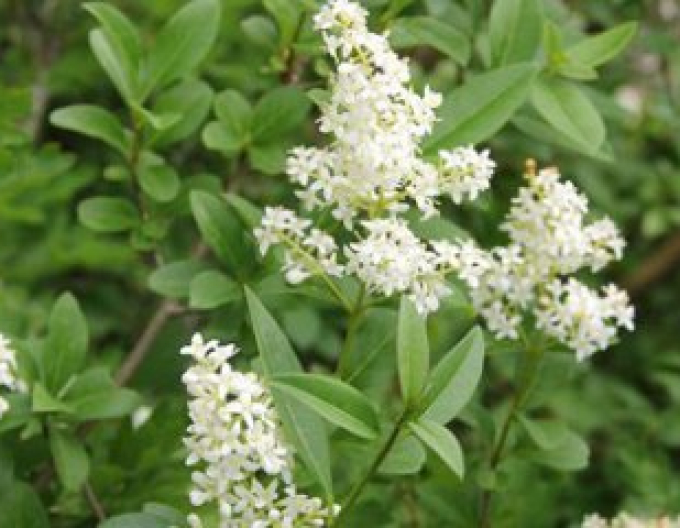 Ligustrum vulgare comun