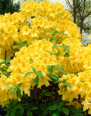 Azalea Anneke