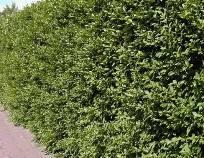 Ligustrum vulgare comun