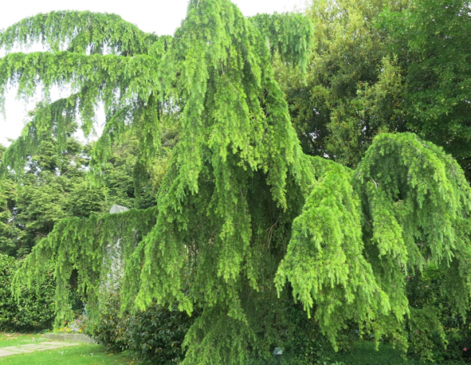 Cedru de Himalaya ´Pendula´ 170cm