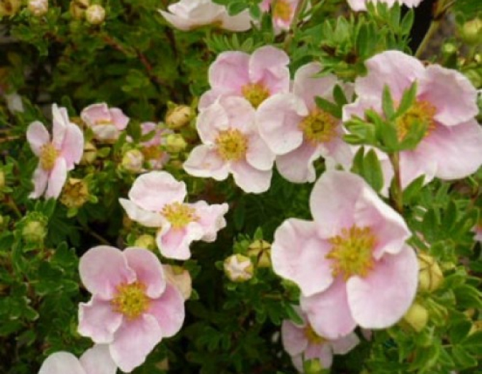 Potentilla arbustiv PRINCESS