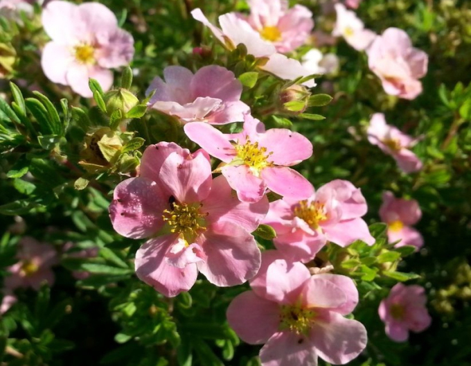 Potentilla arbustiv PRINCESS