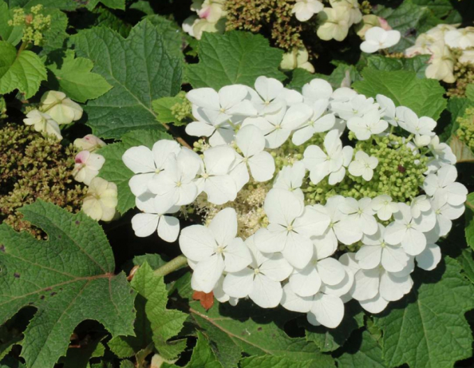 Hortensia cu frunză de stejar